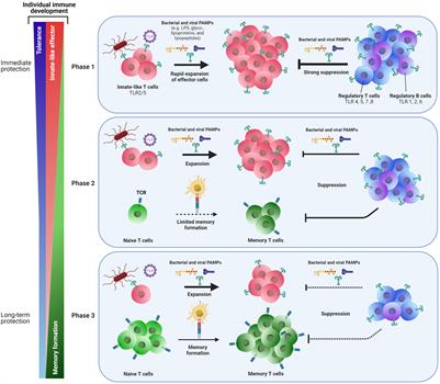 The adaptive immune system in early life: The shift makes it count